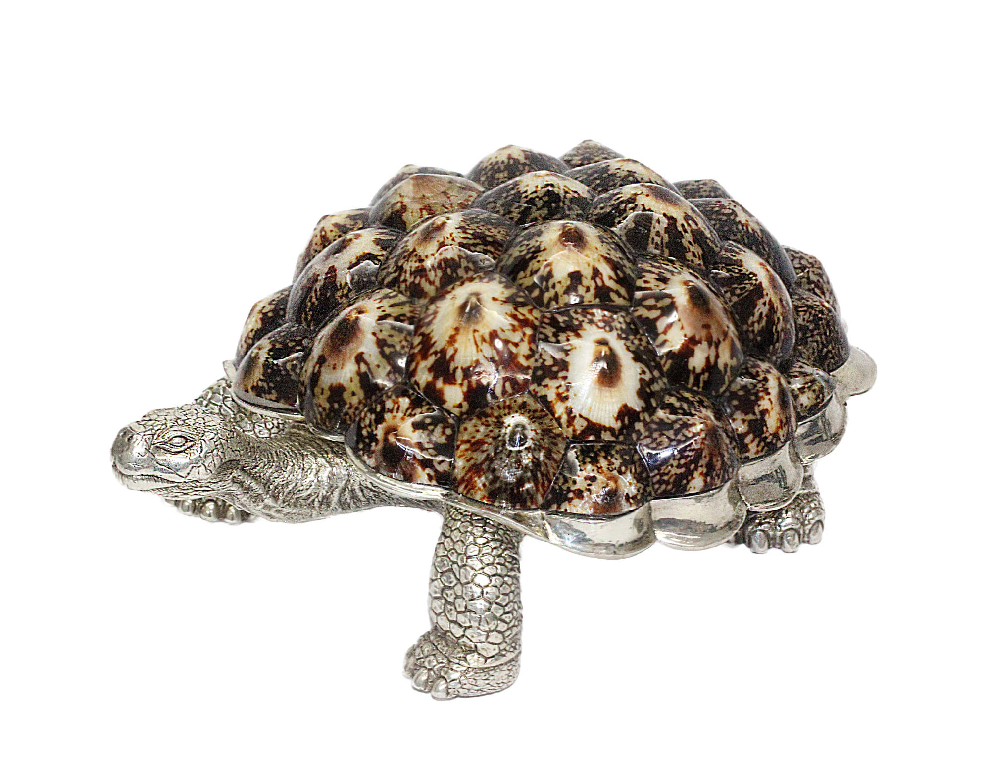 Silver plated Galapagos turtle box with oval limpet shell